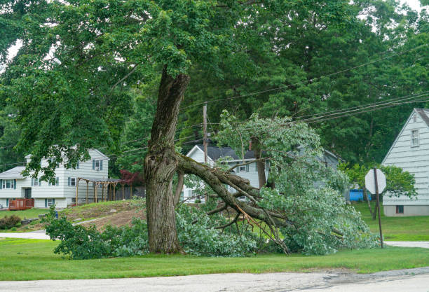 Trusted Portage, WI  Tree Services Experts